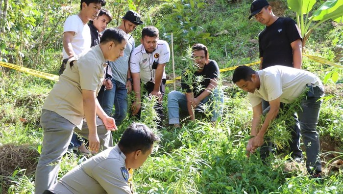 Penampakan ladang ganja di Bulukumba.