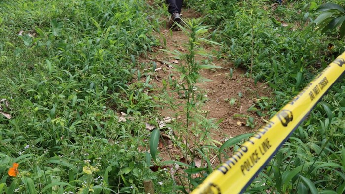 Penampakan ladang ganja di Bulukumba.