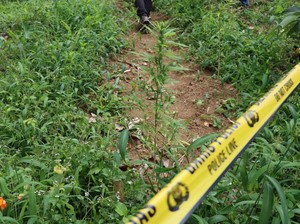 Polisi Buru Pemasok Bibit Ganja yang Ditanam Pemuda di Bulukumba