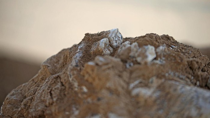 A view shows a presumably dated 1.8-million-year-old lower jawbone belonging to an early species of human found at the excavation site in the village of Kvemo Orozmani, Georgia August 15, 2025. REUTERS/Irakli Gedenidze