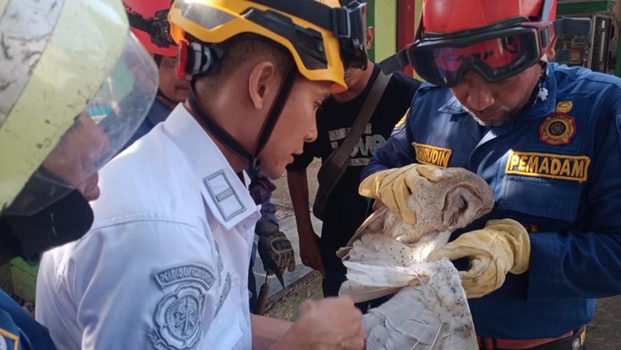 Proses evakuasi burung hantu.