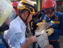 Pergulatan Petugas Damkar Tolong Burung Hantu di Cirebon