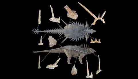 Rekonstruksi wujud Spicomellus afer oleh para ahli paleontologi berdasarkan fosil-fosil yang didapat dari Maroko.
