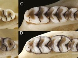 Ditemukan Spesies Baru Tikus Hutan Asli Sulawei