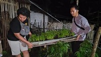 Menurutnya, ada sekitar 800 batang lebih ganja yang sengaja ditanam dalam ladang tersebut. Adapun ladang itu berada di depan rumah pelaku.