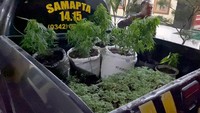 Beberapa ganja yang diangkut menggunakan kendaraan polisi ke Mapolres Blitar Kota.