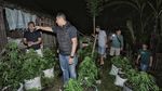 Penampakan Polisi Bongkar Ladang Ganja di Blitar