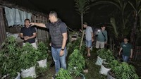 Ada sekitar 800 batang ganja ditemukan dirumah tersangka.