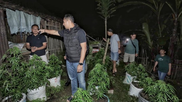 Temuan Ladang Ganja di Blitar Temuan Ladang Ganja di Blitar