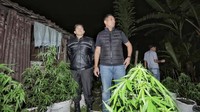 Kapolres Blitar Kota AKBP Titus Yudho Uly (kanan) didampingi Kapolres Blitar AKBP Arif Fazlurrahman (kiri) menyebutkan, ladang ganja di Krisik, Kecamatan Gandusari itu ditemukan usai anggota Satresnarkoba Polres Blitar Kota melakukan pengembangan informasi dari salah seorang perusuh. Perusuh itu mengaku membeli ganja dari seseorang di Desa Krisik.