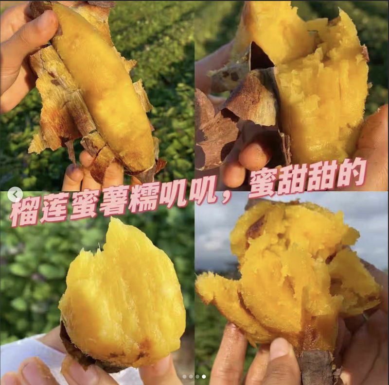 ubi jalar durian