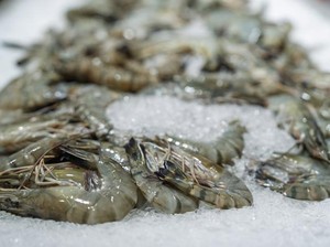 Heboh Udang Terkontaminasi Radioaktif, Pakar Ungkap Cara Aman Mengolahnya