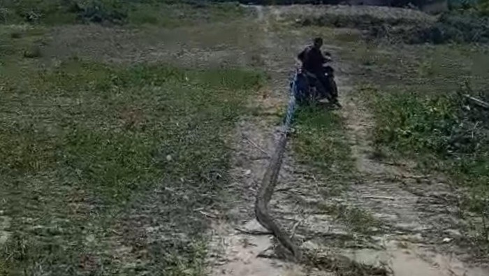 Warga di Konawe Selatan (Konsel) menyeret ular piton berukuran 7 meter menggunakan motor.