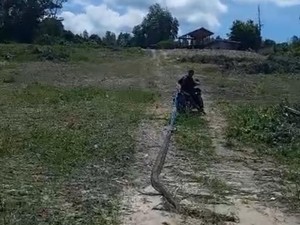 Ular Piton 7 Meter di Konsel Mati Ditebas Warga Usai Hendak Mangsa Babi Hutan