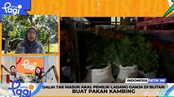 Video: Dalih Tak Masuk Akal Pemilik Ladang Ganja di Blitar: Buat Pakan Kambing