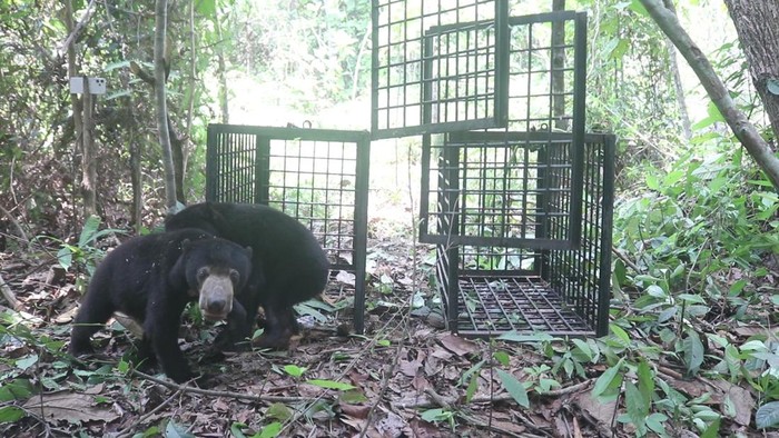 Dua ekor beruang madu dilepasliarkan di kawasa Hutan Harapan, Batang Hari, Jambi