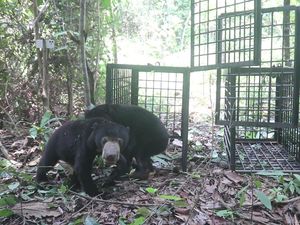 Dua Ekor Beruang Madu Dilepasliarkan di Hutan Harapan Jambi