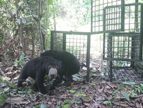 2 Beruang Madu di Jambi Dilepasliarkan di Hutan Harapan
