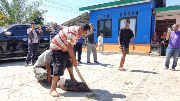 Ikatan Keluarga Ngada saat menggelar ritual adat Zia Ura Ngana di Jalan Bajawa, Kelurahan Fatululi, Kota Kupang, NTT, Kamis (4/9/2025). (Foto: Yufengki Bria/detikBali)