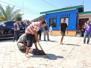 Ritual Sembelih Babi Ikada Tolak Kompol Cosmas Dipecat dari Polri
