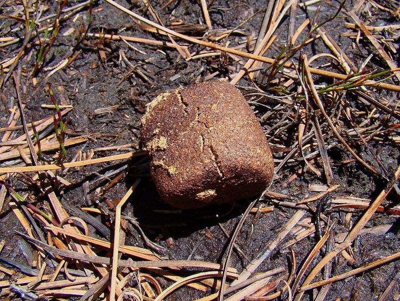 Kotoran wombat.