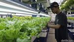 Ladang Hidroponik Vertikal di Jakarta Hasilkan 2 Ton Sayur Tiap Bulan