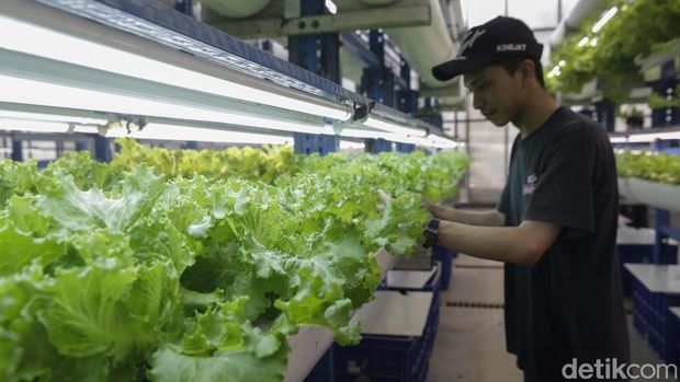 Ladang Hidroponik 18 Meter di Jakarta Hasilkan 2 Ton Sayur Tiap Bulan Seorang pekerja memanen basil di Ladang Farm, Cilandak, Jakarta, Kamis (4/9/2025). Lokasi ini menjadi salah satu contoh pertanian perkotaan modern di ibu kota.
