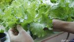 Ladang Hidroponik Vertikal di Jakarta Hasilkan 2 Ton Sayur Tiap Bulan