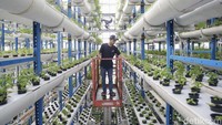 Hasil panen Ladang Farm dipasarkan melalui platform marketplace. Selain itu, sayur-mayur juga didistribusikan ke sejumlah hotel dan restoran di kawasan Jabodetabek.  