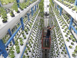 Video Melihat Ladang Hidroponik Vertikal Pertama di Jakarta Setinggi 18 Meter