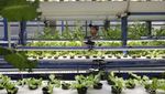 Ladang Hidroponik Vertikal di Jakarta Hasilkan 2 Ton Sayur Tiap Bulan