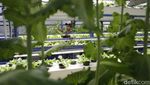 Ladang Hidroponik Vertikal di Jakarta Hasilkan 2 Ton Sayur Tiap Bulan