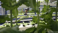 Kehadiran Ladang Farm juga membantu menekan biaya logistik. Karena jarak produksi dekat dengan konsumen akhir, produk dapat sampai lebih cepat dan dalam kondisi segar.  