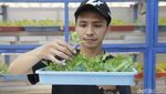 Ladang Hidroponik Vertikal di Jakarta Hasilkan 2 Ton Sayur Tiap Bulan