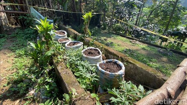 Lokasi ladang ganja di Desa Krisik, Kecamatan Gandusari, Kabupaten Blitar.
