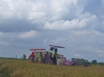 Panen Raya di 10 Provinsi, Pasokan Beras Nasional Sangat Aman & Terkendali