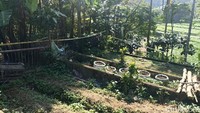 Sebab, lokasi ladang ganja itu berada di halaman belakang rumah. Sehingga warga sekitar tidak mengetahui adanya tanaman tersebut.