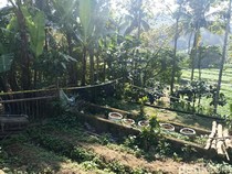 Pemilik Ladang Ganja Blitar Ngaku ke Tetangga Nanam Bibit Cabai