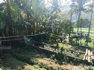 Pemilik Ladang Ganja Blitar Ngaku ke Tetangga Nanam Bibit Cabai