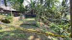 Foto Ladang Ganja yang Ditemukan di Blitar Dipasang Garis Polisi