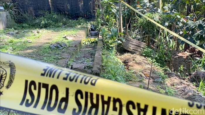 Penampakan Ladang Ganja di Blitar, Dipasangi Garis Polisi Penampakan Ladang Ganja di Blitar, Dipasangi Garis Polisi