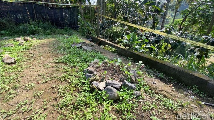 Penampakan Ladang Ganja di Blitar, Dipasangi Garis Polisi Penampakan Ladang Ganja di Blitar, Dipasangi Garis Polisi