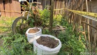 Warga sekitar tidak mengetahui apabila SA menanam pohon ganja.