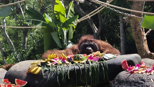 Perayaan ultah Jacky ke-48, orang utan di Bali Zoo, dengan pemberian buah dan sayur favoritnya, Kamis (4/9/2025). (Ni Komang Ayu Leona Wirawan/detikBali)