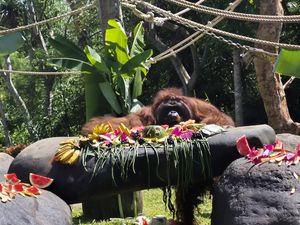 Jacky, Orang Utan di Bali Zoo Rayakan Ultah ke-48