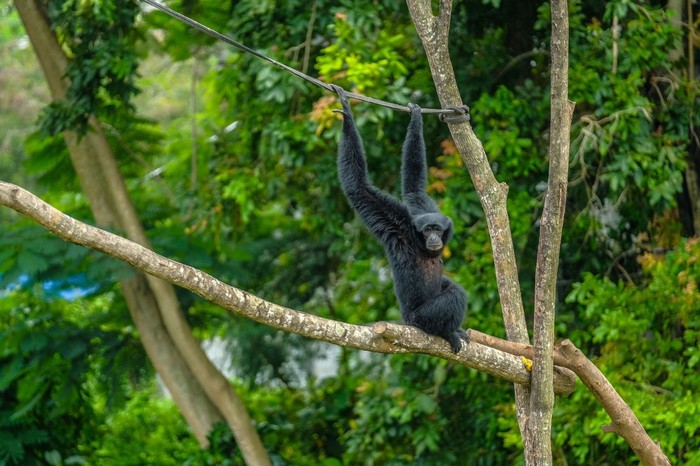 Transformasi Taman Satwa Taru Jurug (TSTJ) menjadi Solo Safari di awal tahun 2023, menjadi transformasi bagi dunia pariwisata Kota Solo.