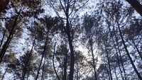Hutan pinus