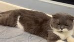 Terima Kasih Orang Baik! 2 Kucing Uya Kuya Ditemukan