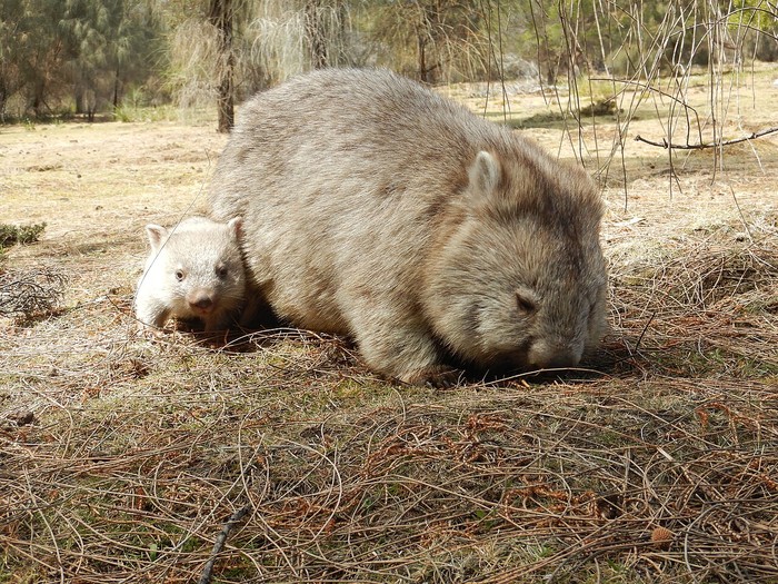 Vombatus ursinus ursinus (wombat Flinders)
