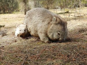 Satu-satunya di Dunia, Mengapa Kotoran Hewan Wombat Kotak-Kotak?